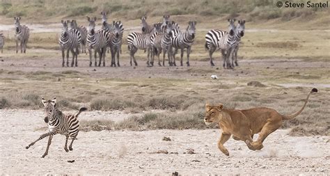 Male Lion Hunting Zebra