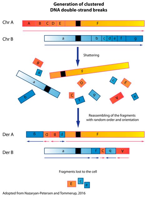 Schematic mechanism of chromothripsis. The first step of chromothripsis... | Download Scientific ...