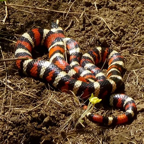 Kingsnake Eating Rattlesnake