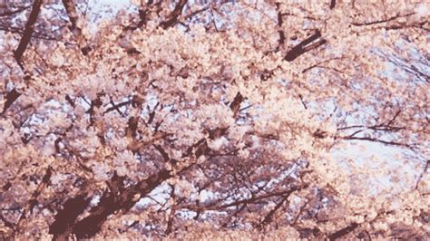 cherry blossom gif on Tumblr | Sakura cherry blossom, Cherry blossom, Sakura tree