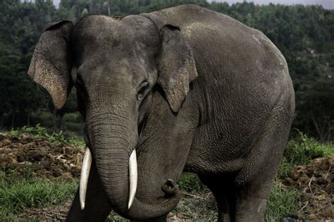 Sumatran Elephant Facts, Habitat, Diet, Life Cycle, Baby, Pictures