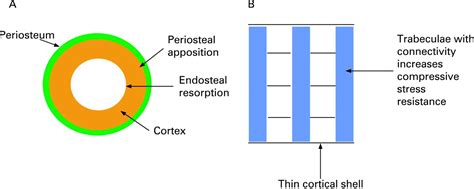 The cell biology of bone metabolism | Journal of Clinical Pathology