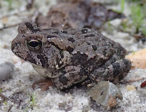 Fowler's Toad - Anaxyrus fowleri | Brad Glorioso’s Personal Website Amphibians and Reptiles of ...