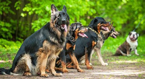 Rottweiler vs German Shepherd - The Happy Puppy Site