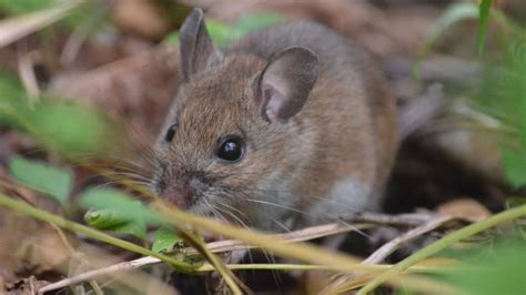 Of mice and men? Change in rodents linked to climate change, McGill ...