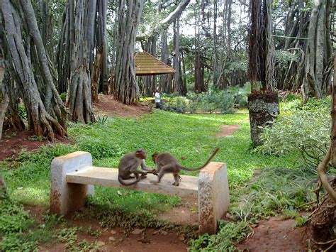 The Big Banyan Tree Bangalore | Doda Aladha Mara| Dodda Aladha Mara