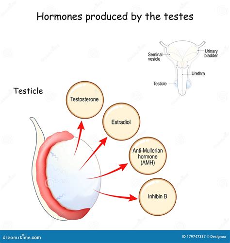 睾丸产生的激素 人类内分泌系统 向量例证. 插画 包括有 男人, 器官, 阴茎, 内部, 荷尔蒙, 医院 - 179747387