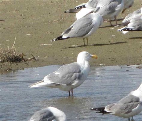 The Glaucous Gull [ Pictures for Easy Identification] - Birders