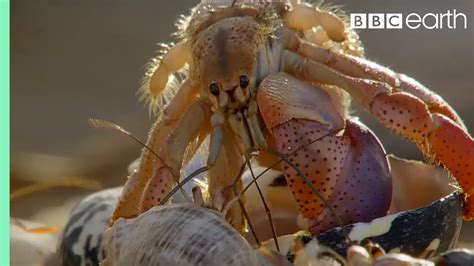 Crabs Trade Shells in the Strangest Way | BBC Earth - YouTube