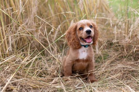 Cockalier (Cocker Spaniel & Cavalier King Charles Mix): Pictures, Info & Facts | Hepper ...