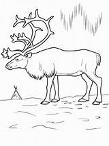 Tundra Coloring Pages  Best Coloring For Kids sketch template