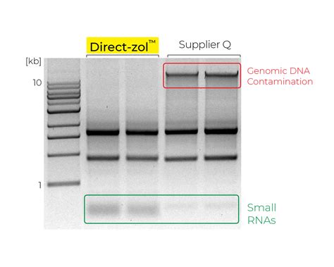 Top RNA Isolation Tips | ZYMO RESEARCH