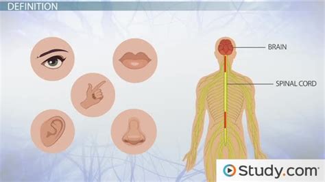 Sensory Memory: Definition, Examples & Types - Video & Lesson Transcript | Study.com