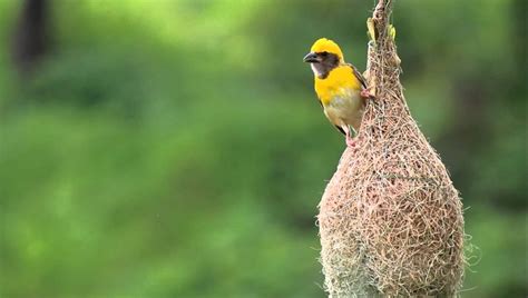 10 Totally Unusual Bird Nests From Around the World | Featured Creature