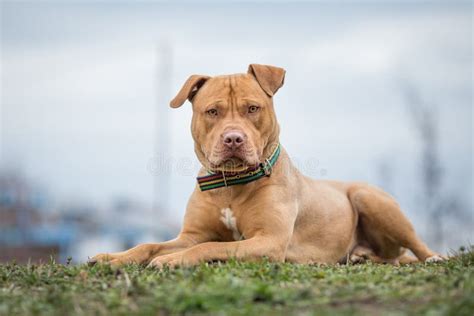 Chien Jaune De Terrier De Pit Bull Se Trouvant Sur L'herbe Image stock - Image du américain ...