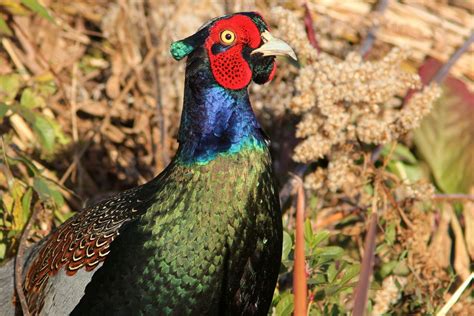 Green Pheasant - The National Bird of Japan National Bird Of Japan ...