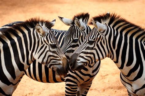 Three Zebras Kissing stock photo. Image of sanctuary - 14891874