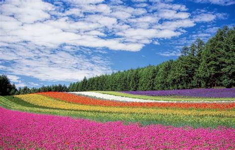 Hokkaido's Gorgeous Summer Flower Fields | All About Japan