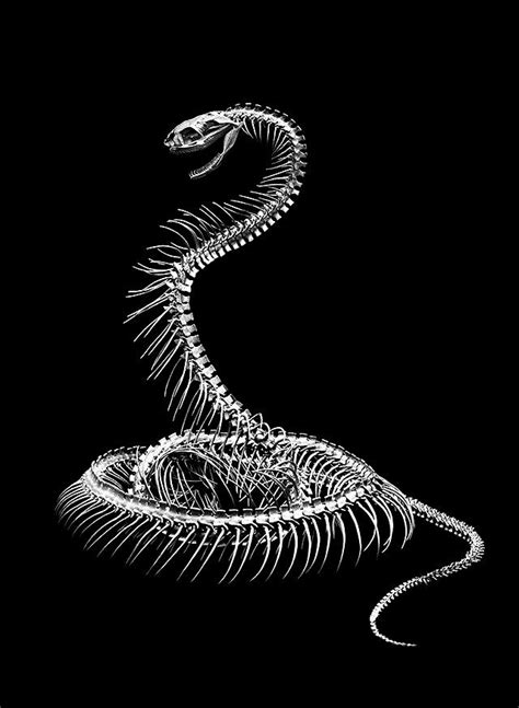 Snake Skeleton Art