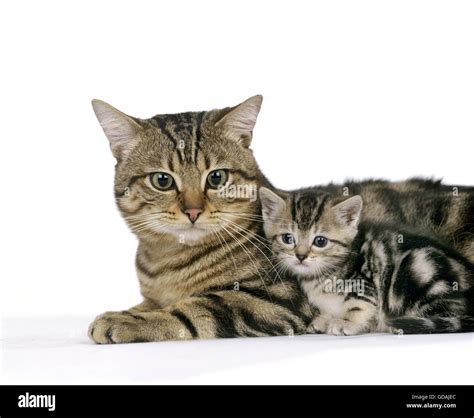 Cat of european breed hi-res stock photography and images - Alamy