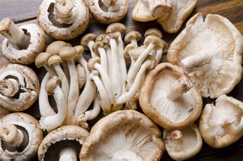 How To Grow Edible Mushroom In Commercial Quantity - inuofebi