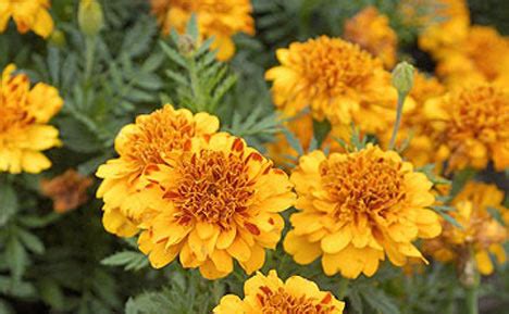 The Varieties Of The French Marigold