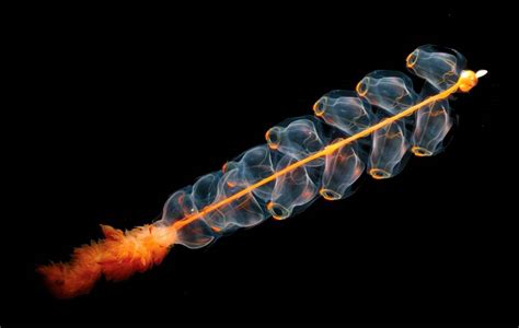 WSHG.NET BLOG | The Fascinating World of Siphonophores | Featured, The Outdoors | August 10 ...