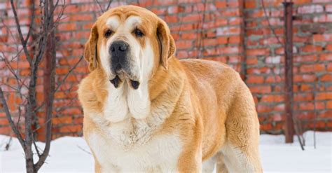 Spanish Mastiff - A-Z Animals