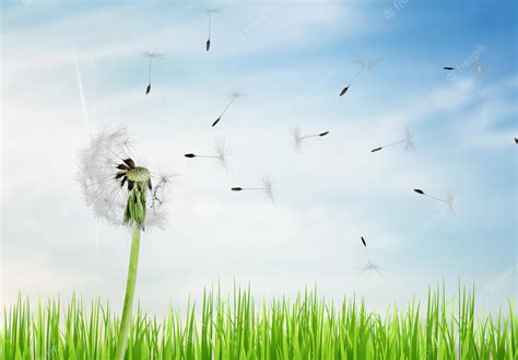 Premium Photo | Dandelion with blowing seeds on sky background