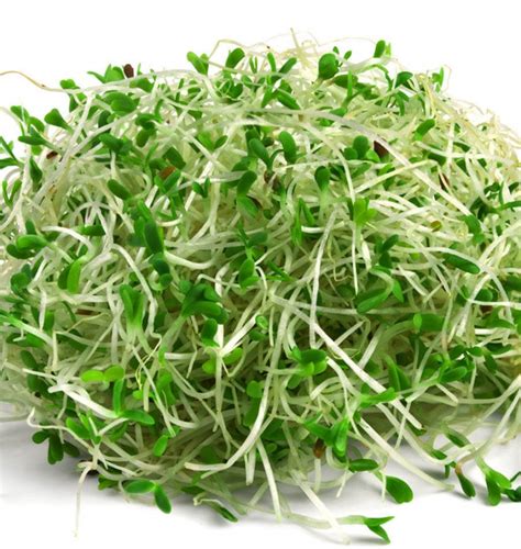 Alfalfa - Natural Health News