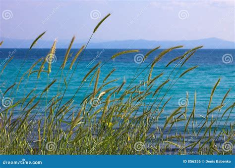 High grass stock photo. Image of field, open, nature, morning - 856356