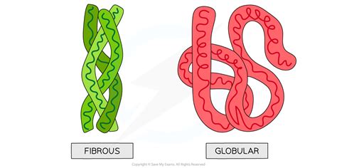 IB DP Biology: HL复习笔记2.3.2 Protein Structure & Function-翰林国际教育