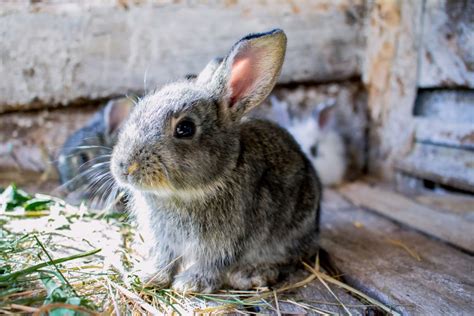 Rabbit Care 101: Feeding Your Rabbit Hay Tips and Tricks