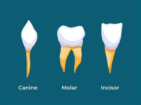 dibujo de ilustración vectorial de dientes incisivos, molares y caninos aislado en fondo verde ...