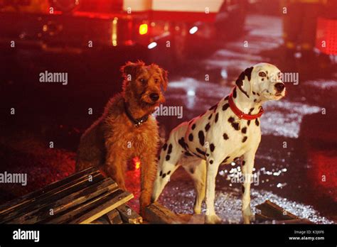 Firehouse dog hi-res stock photography and images - Alamy