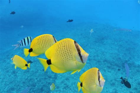 Turtle Snorkeling with Hula Performance on Double-Decker Boat - All You ...