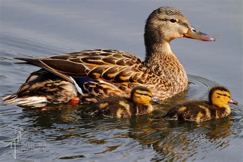 Mallard & ducklings | Tim J Hopwood Images