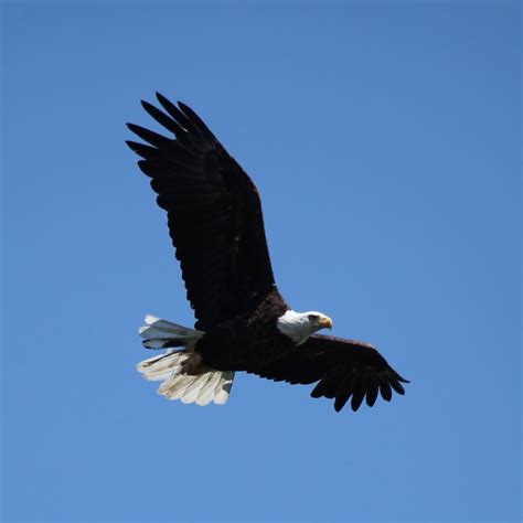 File:Bald Eagle soaring over Lake Nipissing (5924285117).jpg ...