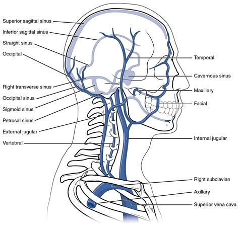 veins present in the head and neck. | Anatomy | Pinterest | Head and neck, The head and The o'jays