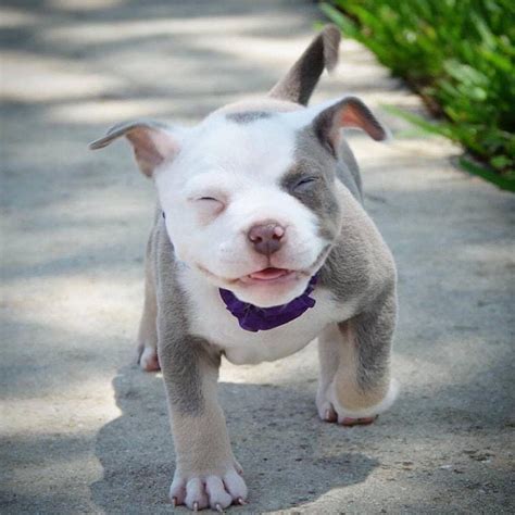 Pitbull Terrier, Pitbull Puppy, Pocket Bully, Smiley Happy, Cute Animal ...