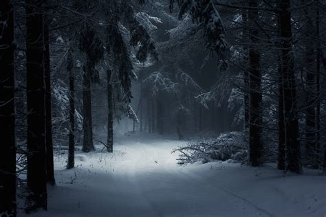 「winter forest」の画像検索結果 | Peyzaj düzenlemesi fikirleri, Açık hava fotoğrafçılığı, Manzara