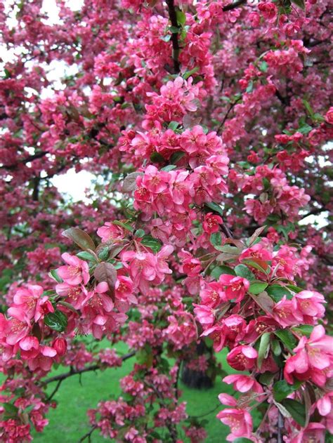 Best Crabapples for Your Yard | Crabapple tree, Flowering crabapple ...