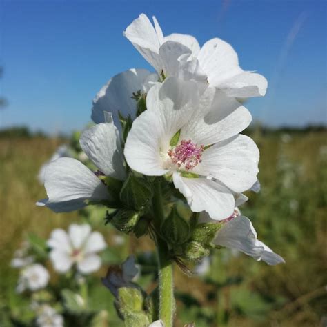 Marshmallow Plant - Etsy