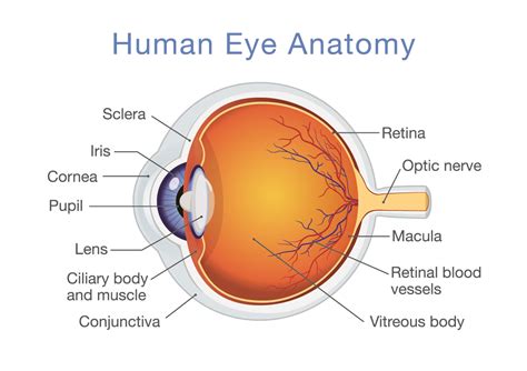 Eye Anatomy's Effect On Vision Health - Owings Mills/Pikesville Retinal Specialist - Elman ...