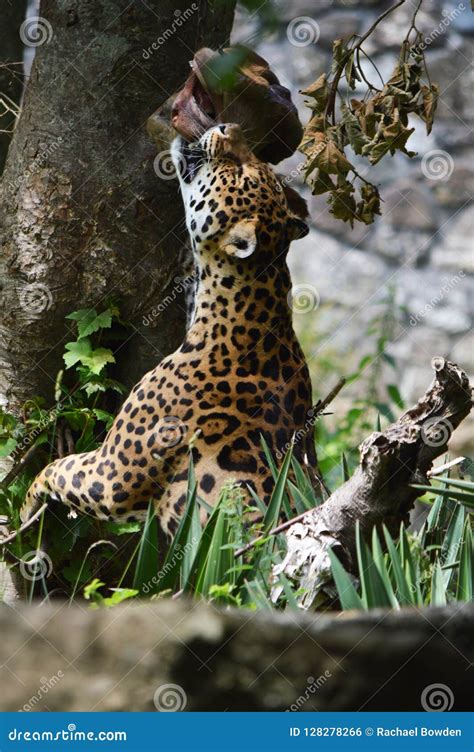 Jaguar Hunting for His Lunch. Stock Photo - Image of gorgous, serious ...