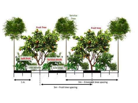 Agroforestry Market Garden design preview