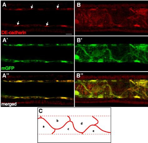 Mature notochord cells assume an endothelial-like shape and ...