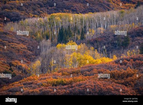 Autumn color in the La Sal Mountains of Utah Stock Photo - Alamy