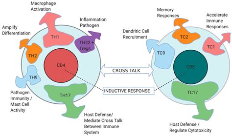 CD4⁺ and CD8⁺ T cell identity and functions are regulated by a palette ...