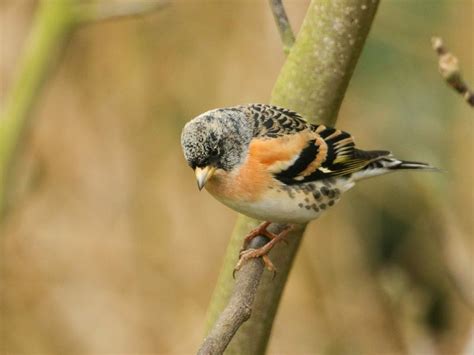 Hawfinch Bird Facts (Coccothraustes coccothraustes) | Bird Fact